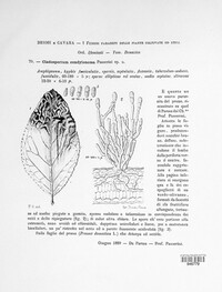 Cladosporium condylonema image